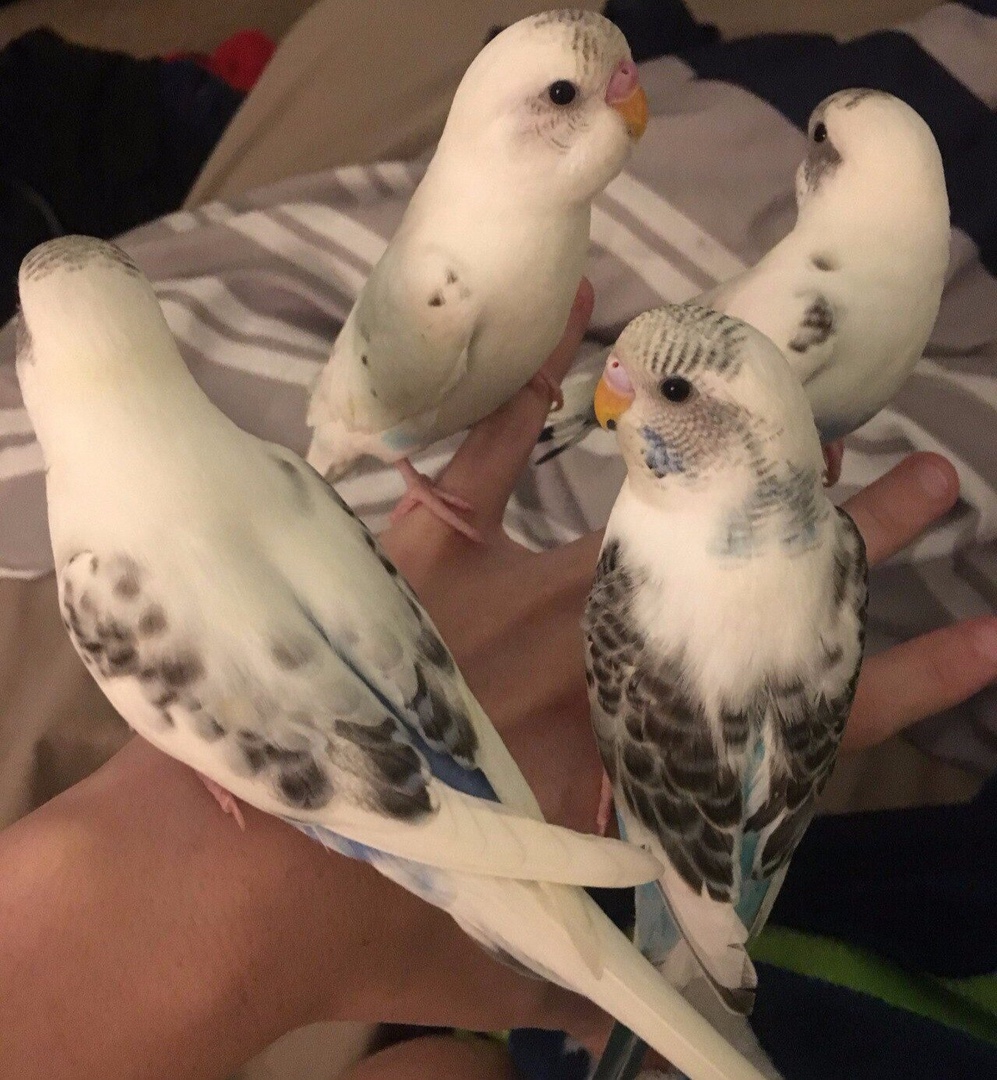 Тестовое интервью